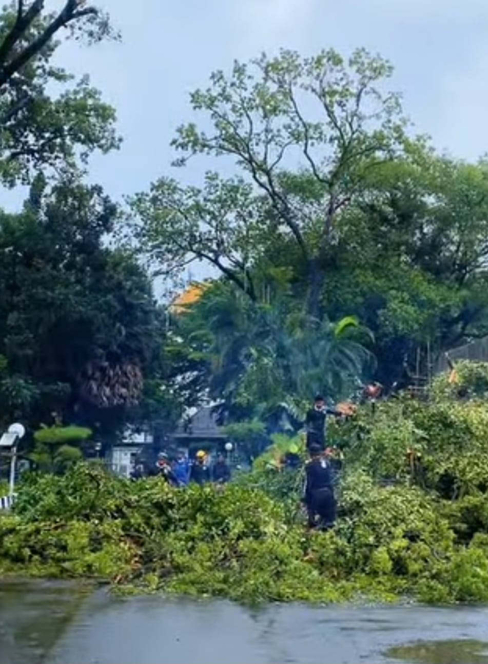 Penebangan Pohon di Makassar Wajib Lewati Prosedur DLH