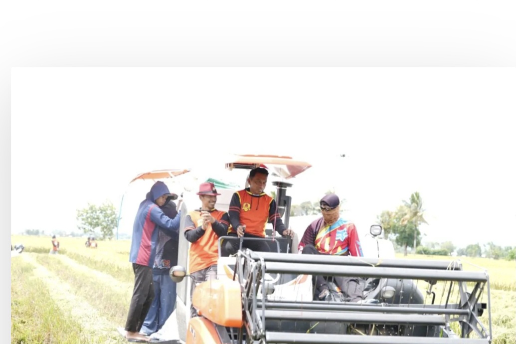 Bupati Sidrap Panen Padi di Bulo, Produksi Naik Pendapatan Petani Meningkat