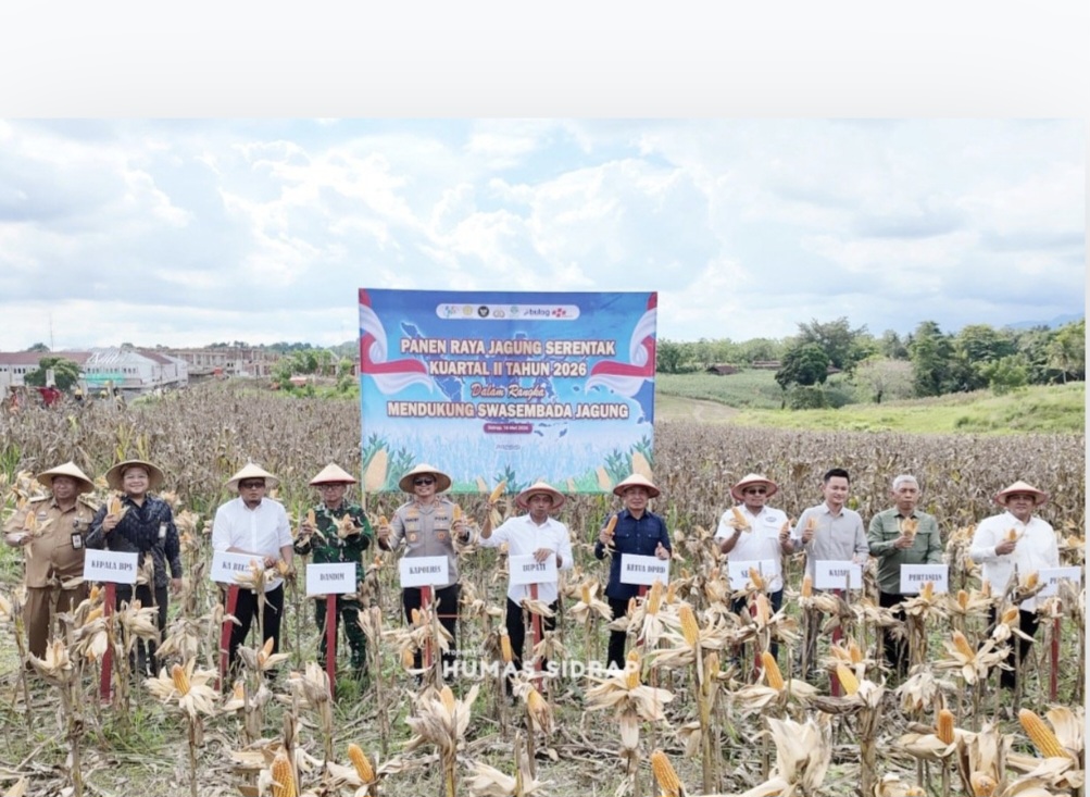 Ikuti Panen Raya Bersama Presiden, Sidrap Siap Amankan Stok Jagung Nasional