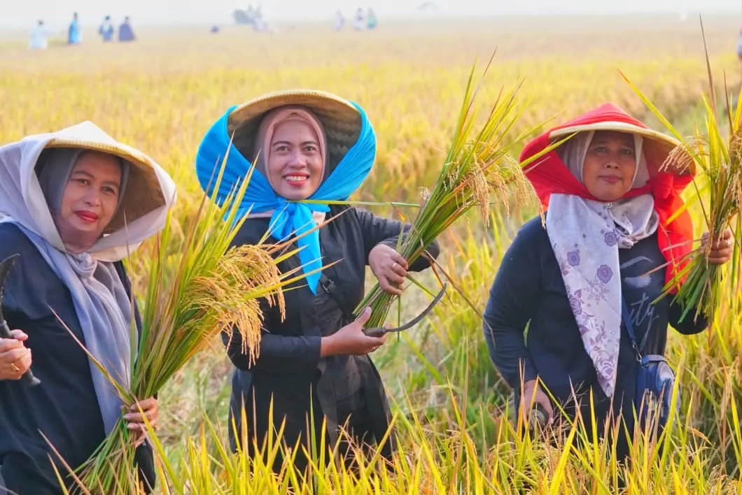Laporan FAO 2026: Stok Beras Indonesia Melimpah, Berpotensi Jadi Eksportir Dunia